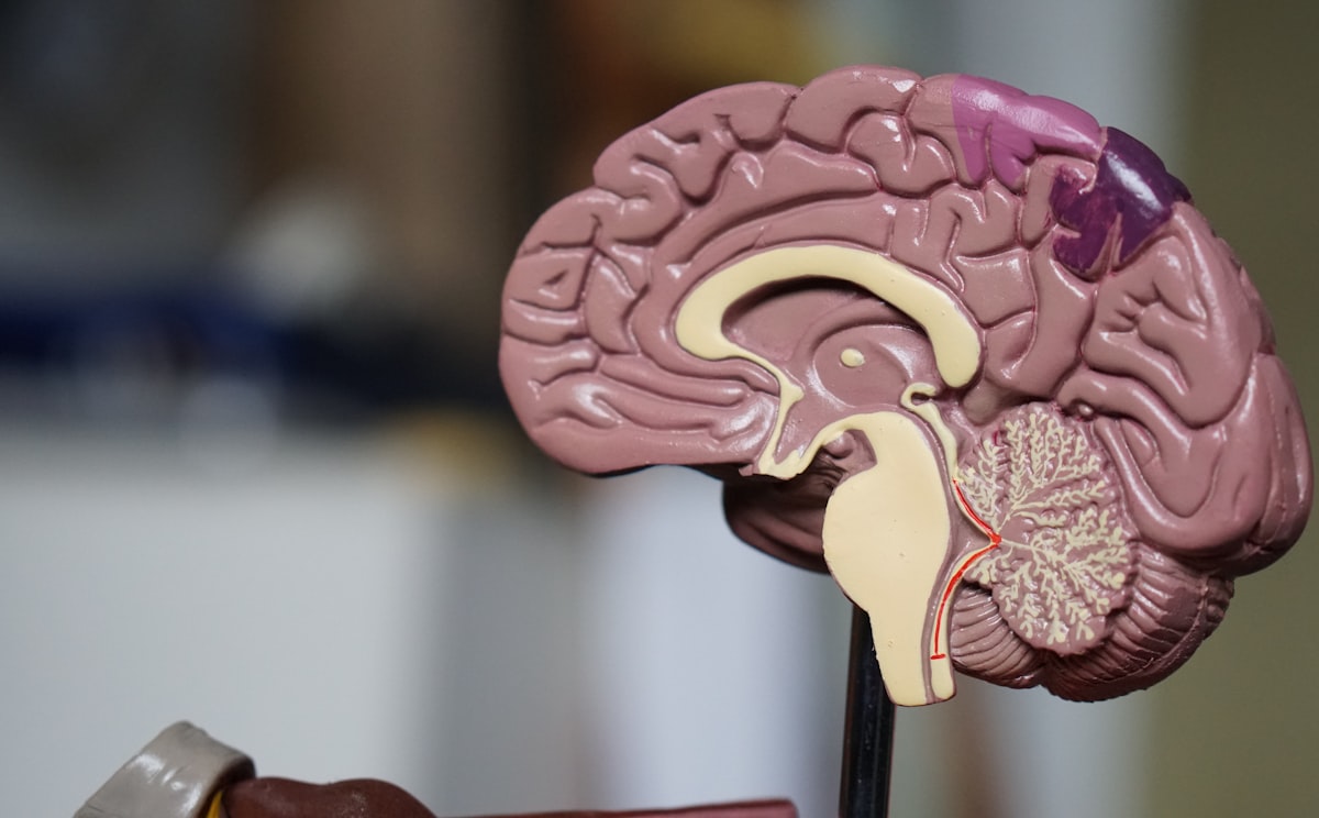 Modelo anatómico del cerebro humano