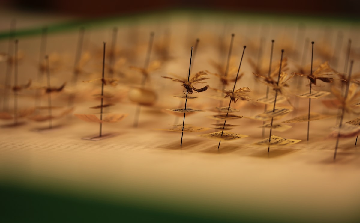 Finas agujas de acupuntura